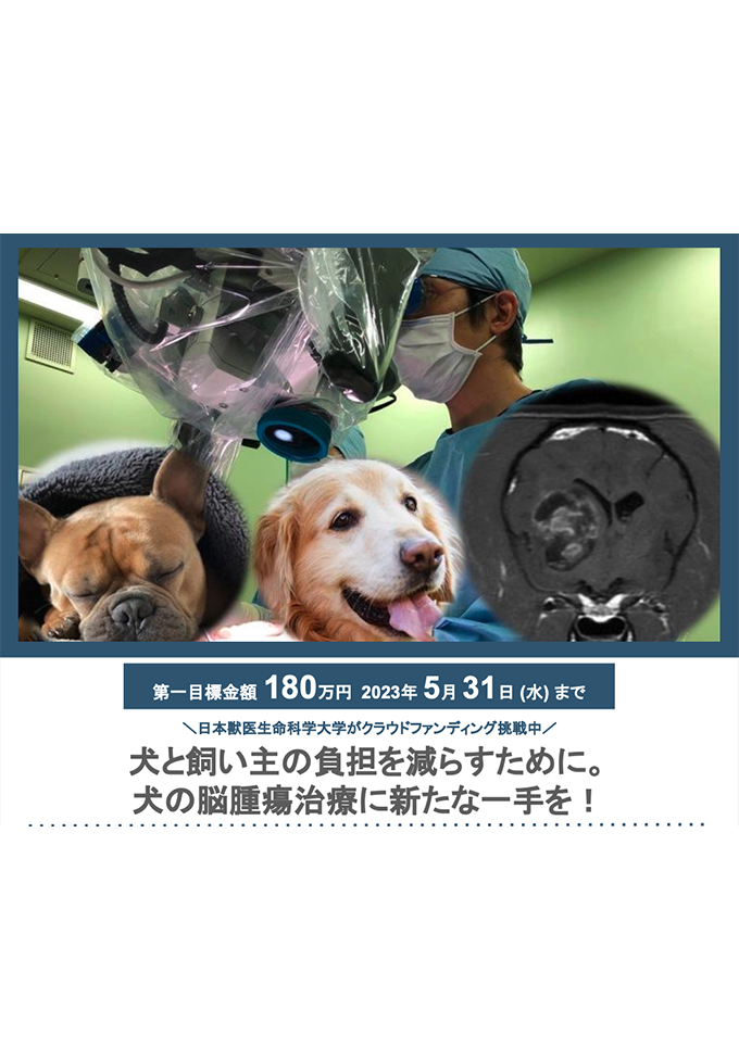 犬と飼い主の負担を減らすために。犬の脳腫瘍治療に新たな一手を！